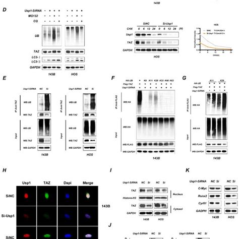 USP1 Depletion Promotes The Ubiquitination Of TAZ And Results In