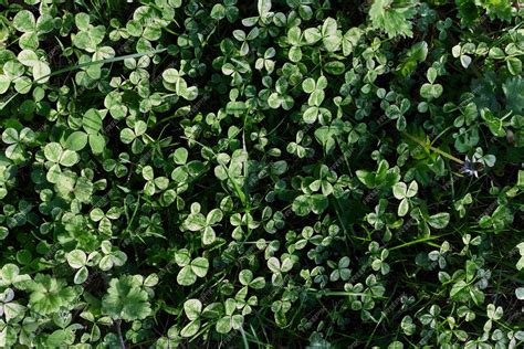 Premium Photo Closeup View Of Summer Green Lawn Grass Microclover In Sunlight