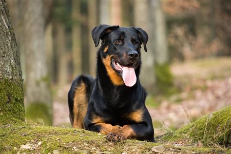 13 Black and Brown Dog Breeds | Great Pet Care