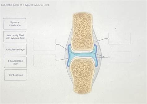 Label the parts of a typical synovial joint. Synovial | Chegg.com