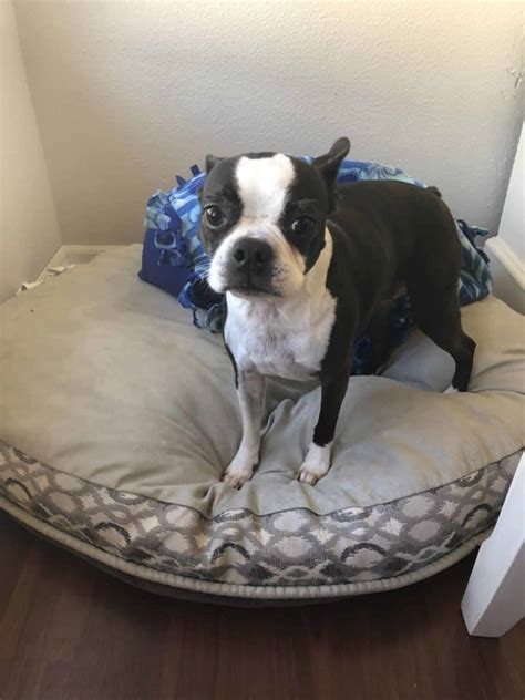 Do Boston Terriers Bite