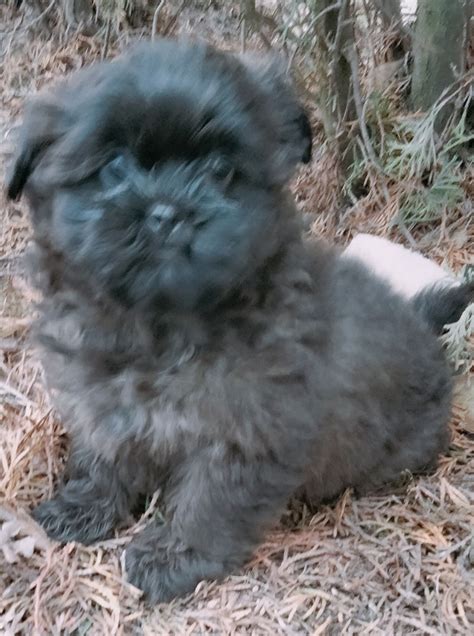 Shih Tzu Suczka Gotowa Do Odbioru Olsztyn Olx Pl