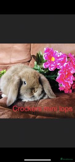 Pure Mini Lop Baby Bunnies Girls And Boys Wells Pets4homes