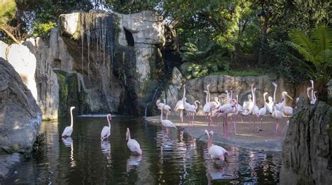 Bioparc Valencia Conmemora El D A Mundial De Los Humedales Con