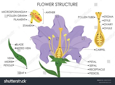 1459 Flower Parts Diagram Images Stock Photos And Vectors Shutterstock