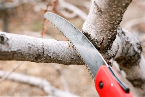 How To Use A Pruning Saw For Trees And Shrubs Atelier Yuwa Ciao Jp