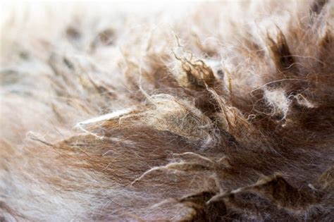 What Causes Fur Clumps On My Cats Back