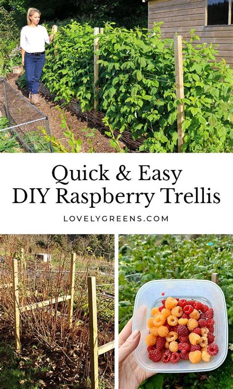 Quick And Easy Diy Raspberry Trellis Berry Garden Diy Garden Trellis Garden Projects