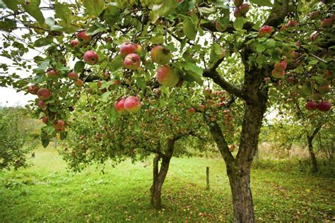 Alberi Da Frutto I Principali Come Coltivarli In Giardino O Nell Orto