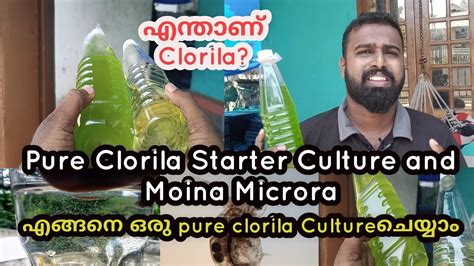 How To Culture Pure Clorila Malayalam Moina Microra Culture Chlorella