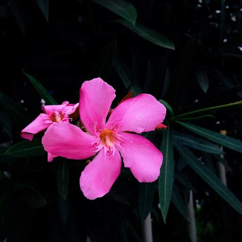 Closeup Shot Of A Beautiful Pink Petaled Flower With Green Leaves Stock