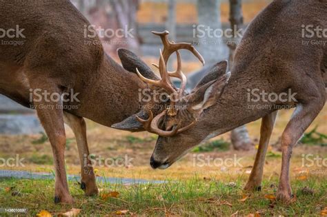 Rutting Deer With Antlers Locked Stock Photo Download Image Now