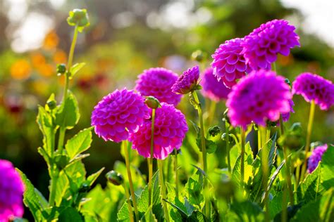 Es Dahlias Comment Les Planter Correctement Pour Des Couleurs