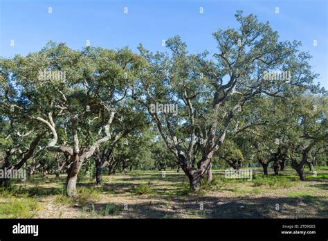 Cork Oak Quercus Suber Forest Near Santiago Do Cacem Portugal Stock
