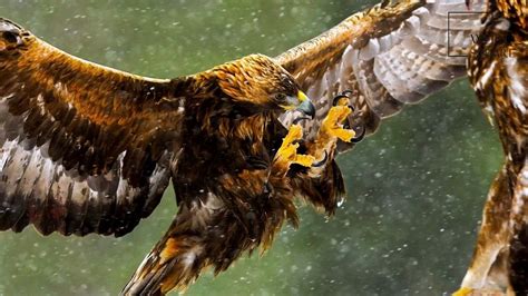 Interesting Facts About Golden Eagle By Weird Square Video Dailymotion