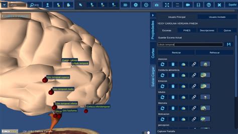 Tarea Corteza Cerebral Y Complejidad Humana