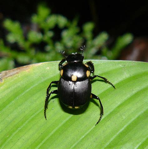 7 rainforest beetles pictures in Biological Science Picture Directory ...