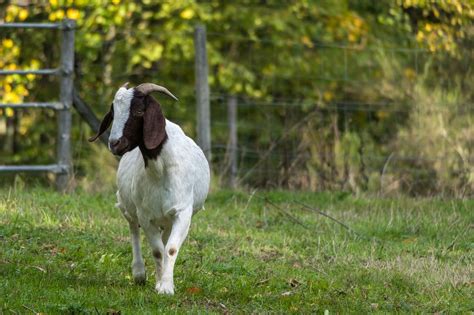 Kambing Padang Rumput Melihat Foto Gratis Di Pixabay Pixabay