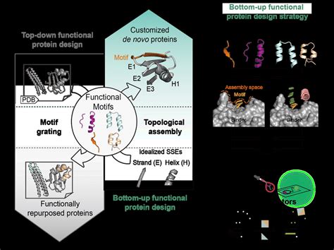 Bottom Up Design Of Functional De Novo Proteins A Two Conceptual