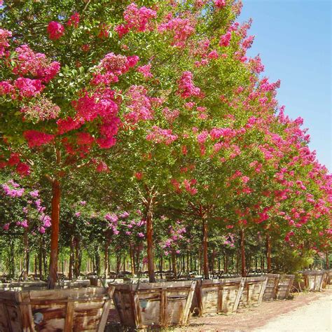 Miami Crape Myrtle | Flowering Trees | Moon Valley Nurseries