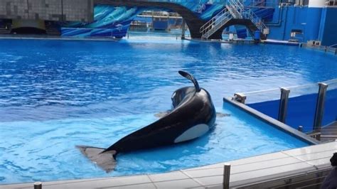 Petition · Help the Orca Whales!! - Malaysia · Change.org