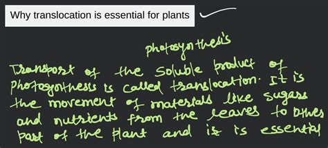 Why translocation is essential for plants | Filo