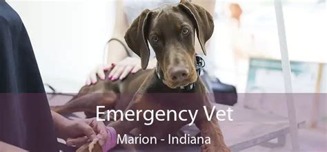 Emergency Vet Marion 24 Hour Emergency Vet Near Me