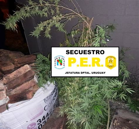 Lo Detuvieron Por Robar Una Planta De Marihuana Diario La Calle