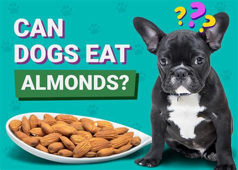 Can Dogs Eat Almonds Vet Approved Facts And Faq Pangovet