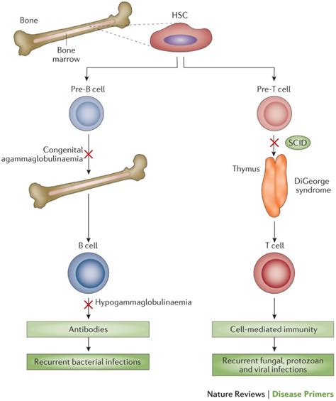 يعد Severe Combined Immunodeficiency Diseases مرض يعود الى عطب متخصص في