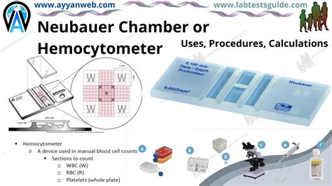 Hemocytometry Counting Chamber Improved Neubauer In Store