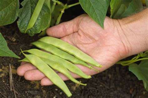 6 Different Types of Green Beans