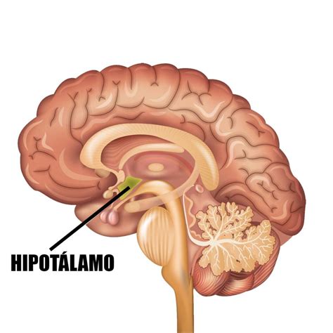 El Hipotálamo Localización Características Funciones y Hormonas