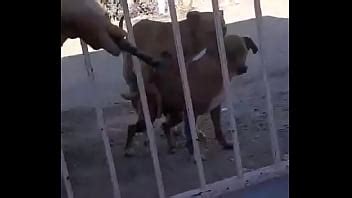 Des Chiens Baisent Dans Une Camaro XVIDEOS