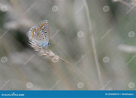 Borboleta Azul Comum Numa Macro De Planta Seca Foto De Stock Imagem