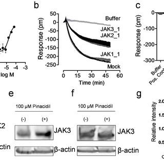 JAK2 And JAK3 Were Involved In The K ATP Signaling In C3A Cells A