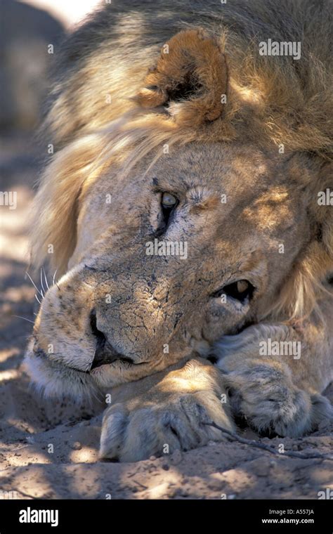 Lion South Africa Stock Photo - Alamy