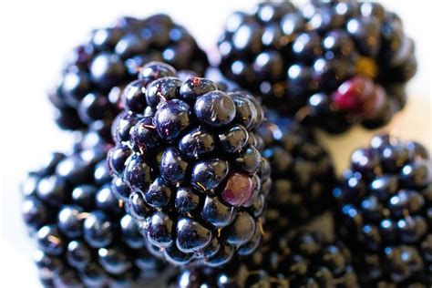 Blackberries Fruits Food Free Photo On Pixabay Pixabay