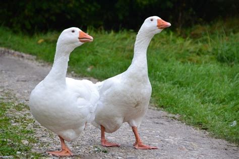 Do Geese Make Good Pets Guidance Facts And Faq Pangovet