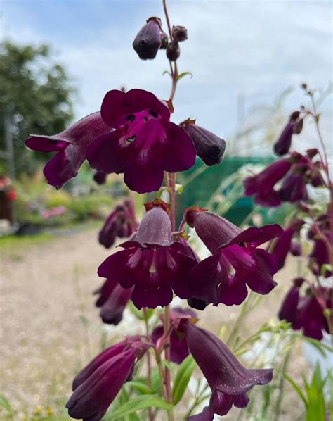 Penstemon Blackbird Rotherview Nursery