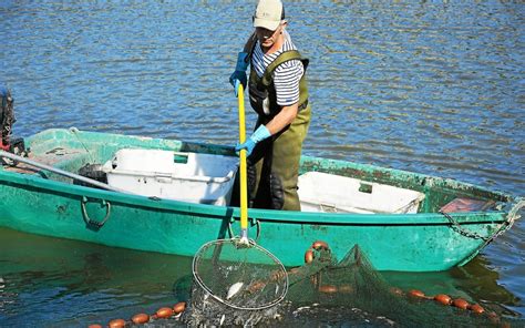 Étangs Une pêche préventive a été effectuée Le Télégramme