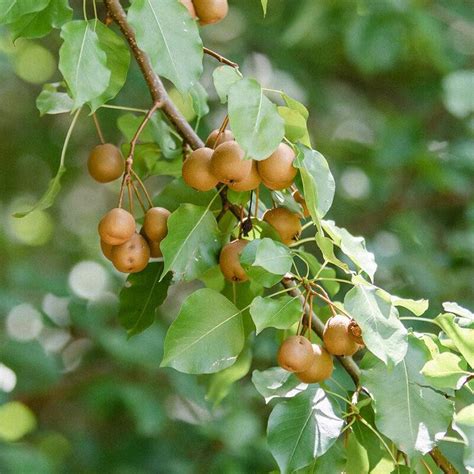 Ready To Plant Trees Chickasaw Plum Tree By Wildtree