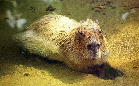 Capybara In Water 2560x1600 Hd Wallpaper Pxfuel