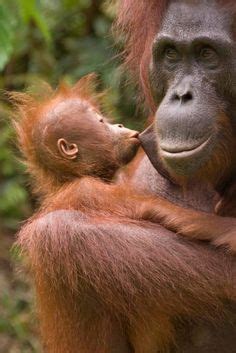 Orang Utans Ideen Tiere Tierbilder Primaten