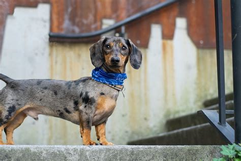 Mezclas De Perros Dachshund Weiners Locos Incre Bles