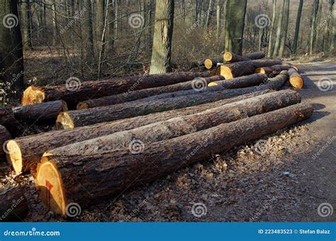 Log Trunks Pile The Logging Timber Forest Wood Industry Wood Trunks