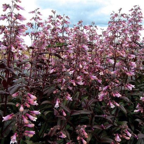 Penstemon ‘Dark Towers’ | Kiefer Nursery: Trees, Shrubs, Perennials