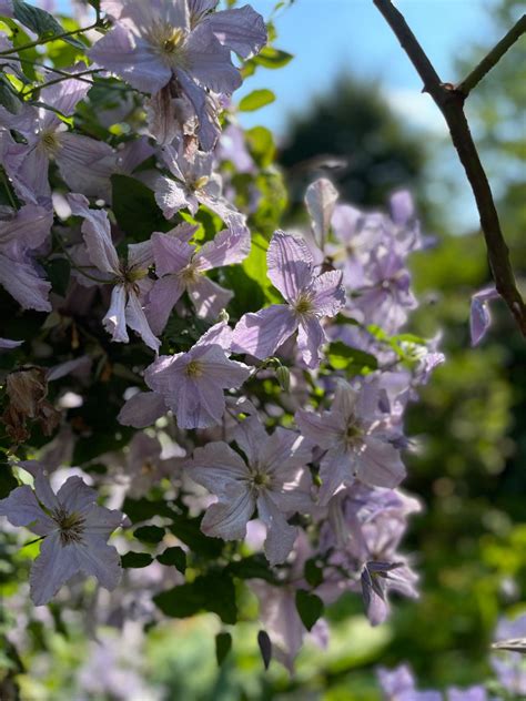 Rhododendron