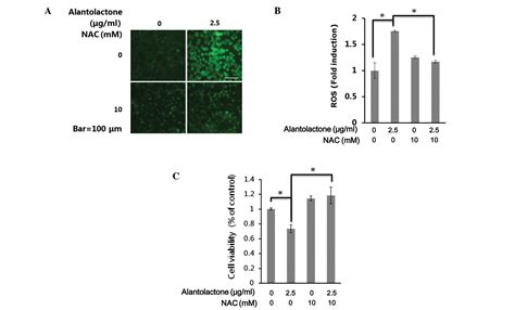 Alantolactone Induces Apoptosis In Rko Cells Through The Generation Of