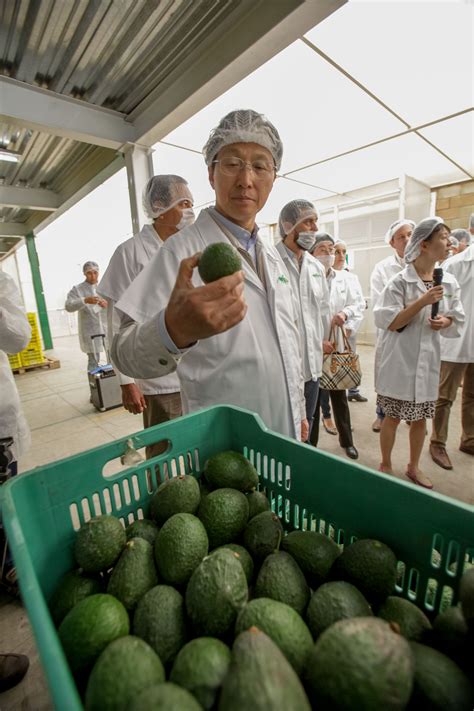 Avanzan Negociaciones Para Exportar Aguacate Hass Del Estado De Jalisco